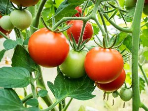 Tomatoes