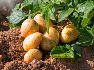 potato