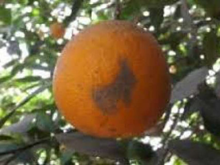 أكاروس الموالح البنى